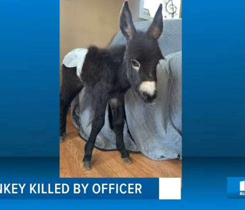 HeeHaw the baby donkey